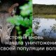 Эстония вновь начала уничтожение своей популяции волков