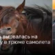 Переполох в небесах: Лошадь создала хаос на борту и вынудила самолет вернуться в порт