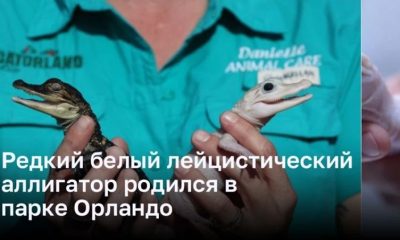 Удивительное чудо природы:  редкий белый лейцистический аллигатор родился в парке Орландо