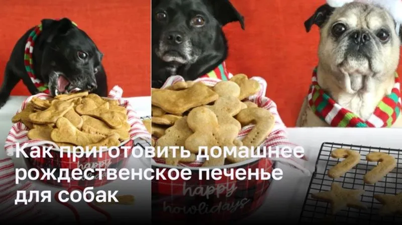 Угощение для собак на Рождество: сделайте домашнее печенье с любовью