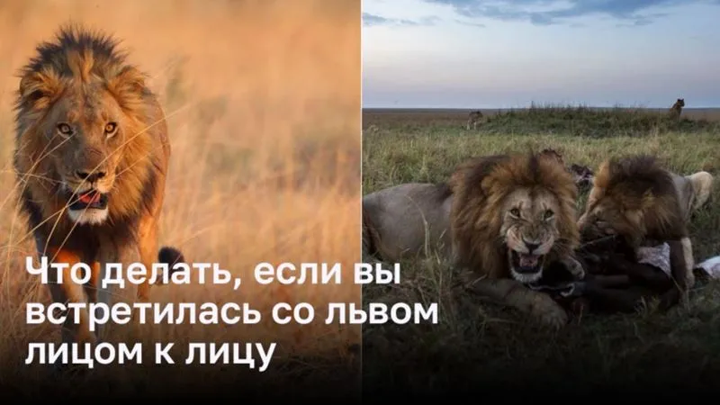 Что делать, если вы встретились со львом лицом к лицу