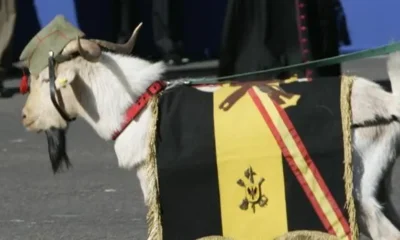 Из Испанского легиона уволили козла. Настоящего