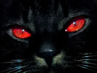 Итальянец подал в суд на кота