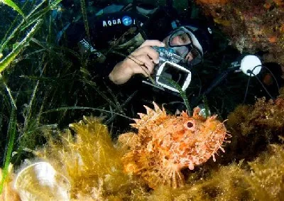 Дайвинг на Мальте именно сейчас!