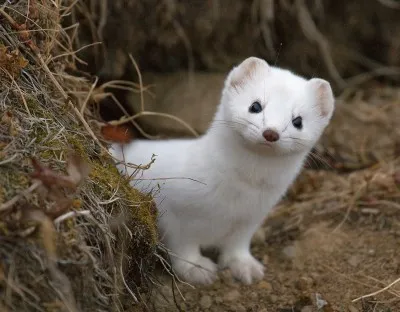 «Окруженные МКАД» —  мир живой природы рядом