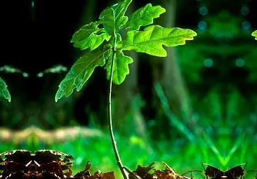 Зеленый фестиваль «Бирштонский Гринпарк 2011»