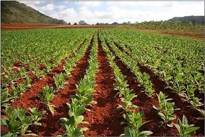 «Табачный маршрут» Никарагуа