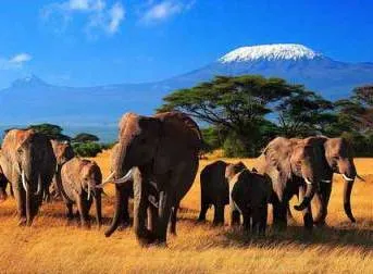 Турпоток в Кению вырос на 15%
