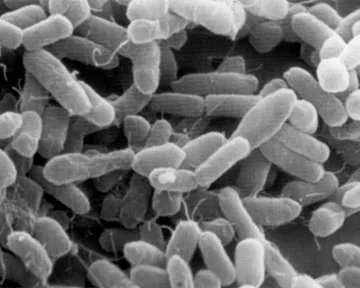 Эпидемия в Германии набирает обороты