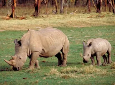 В Уганде важный день рожденья