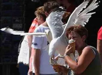 В Финляндии туристов атакуют чайки