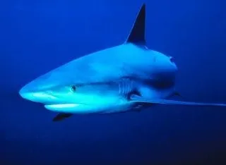 Египтяне не жалуются на акул