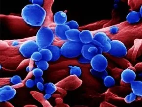 Смертельная бактерия теперь и в Таиланде