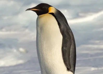 В Новой Зеландии лечат пингвина-путешественника