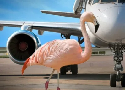 Розовый фламинго терроризировал аэропорт 5 часов