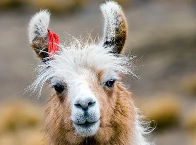 Необычные экскурсоводы появились в Альпах