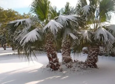 В Чили стало холодать