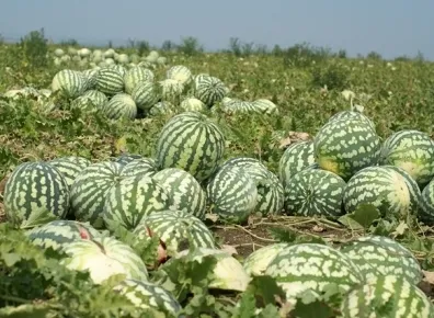 Астрахань приглашает туристов в «Арбузное путешествие»