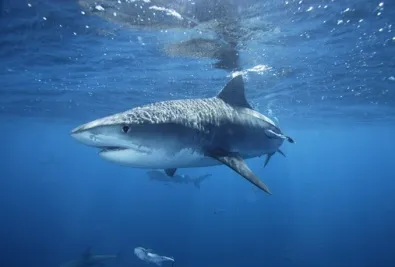 Акула в Приморье откусила туристу руки