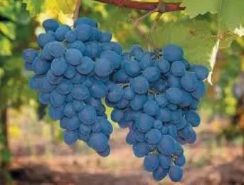 Пражский град приглашает на Праздник сбора винограда