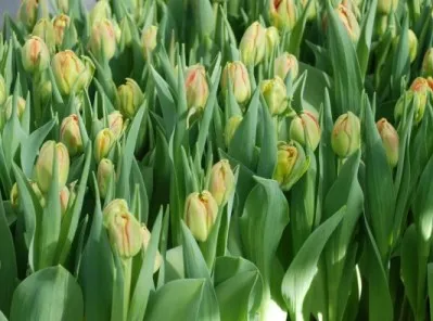 В Голландии пройдет ежегодная ярмарка тюльпанов