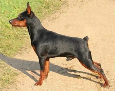 10 000 евро – спасителю пинчера