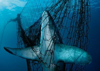 Туристов от акул будут защищать сетями