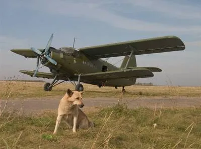 Собаки не дали самолету приземлиться