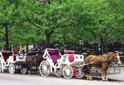 Конное такси появится в Костроме