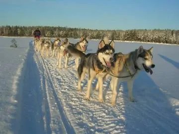 Гонки на собачьих упряжках в Карелии