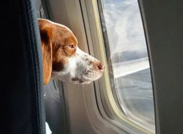 Авиакомпании объединились в любви к животным