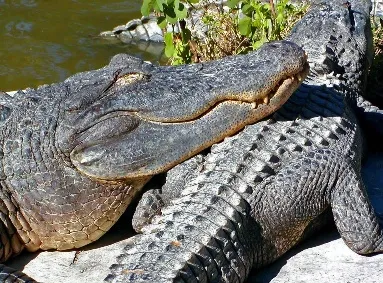 В Швеции не знают, что делать с бездомными крокодилами