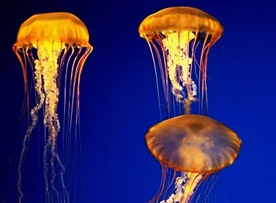 Воду в Израиле отравляют медузы