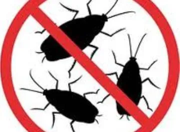 Пассажиры засудят авиакомпанию из-за тараканов на борту