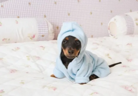 В элитных отелях Британии будут селить с животными