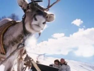 По Москве прокатят на оленях и собаках