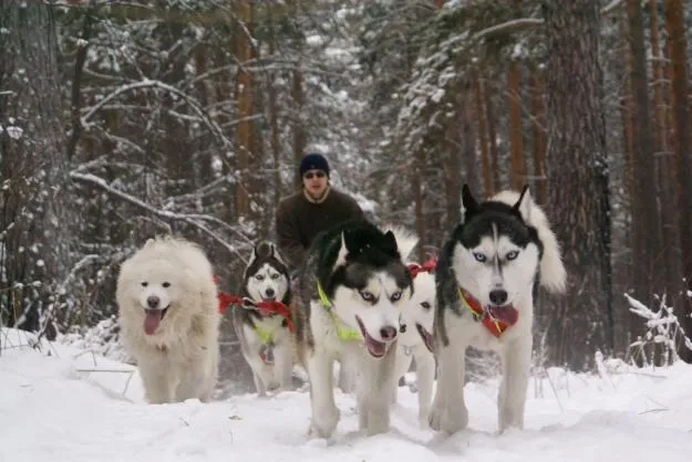 Гонки на собачьих упряжках пройдут в Карелии