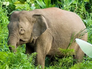 Карликовый слон затоптал туристку на Борнео