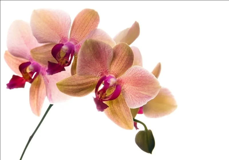 III Зимний фестиваль орхидей в Москве