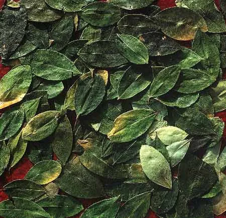 В Боливии выпустили новогодние булки с листьями коки