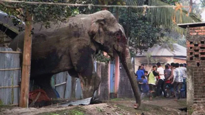 Слон разгромил индийский город