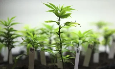 Россиянки в испанском отеле вырастили коноплю