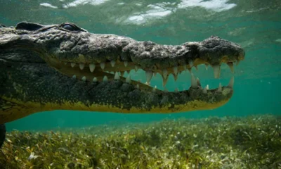 Российский дайвер погиб от зубов крокодила