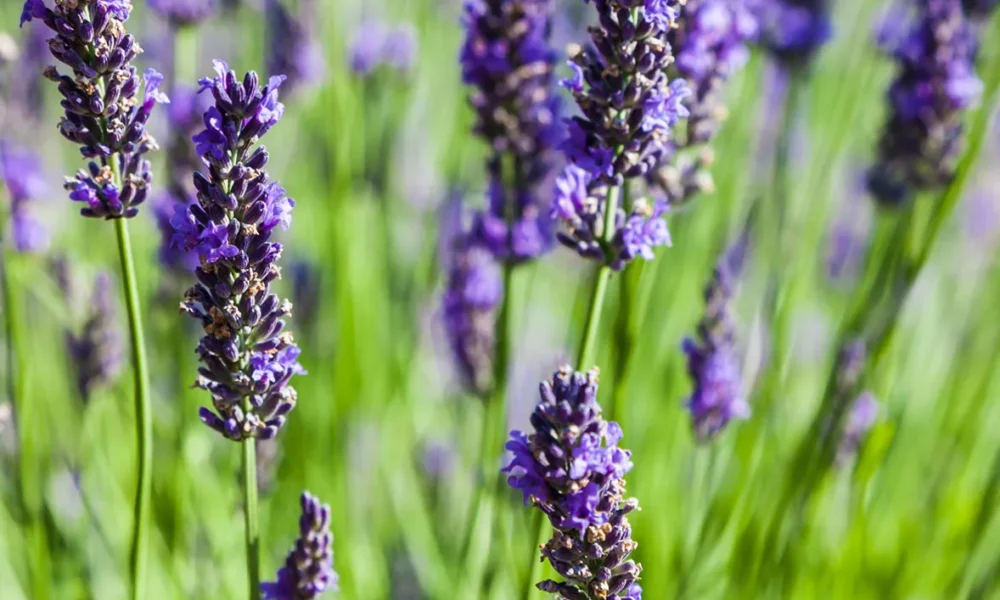 Французские регионы получат свой аромат