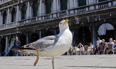 В Венеции установят распылители для разгона чаек