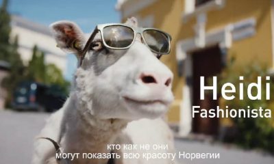 Норвежцы взяли овец на работу гидами