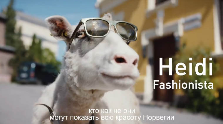 Норвежцы взяли овец на работу гидами