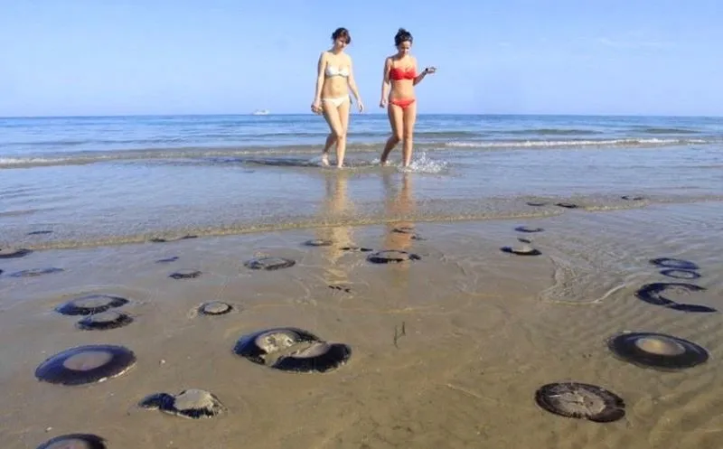 Побережье Таррагоны атаковали медузы