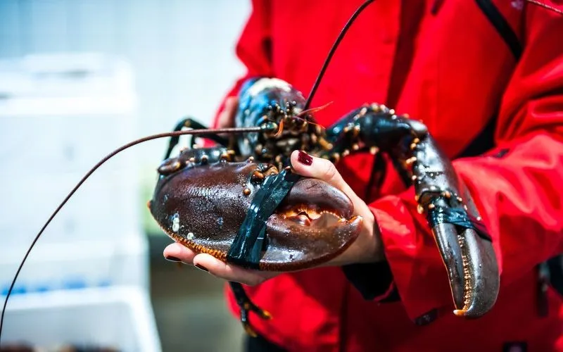 В Швеции открывается сезон ловли омаров