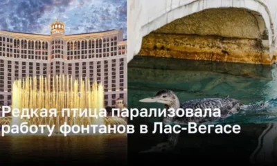 Фонтаны в Лас-Вегасе остановлены из-за редкой птицы